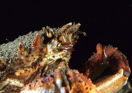 Spider crab portrait.
Porth Ysgaden, N. Wales.
F90X, 60mm. by Mark Thomas 