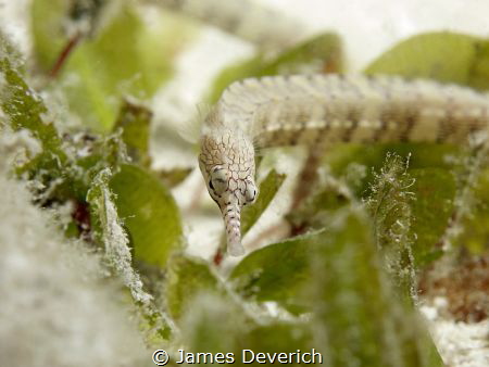 There was a family of about 10 of these pipe fish, shallo... by James Deverich 