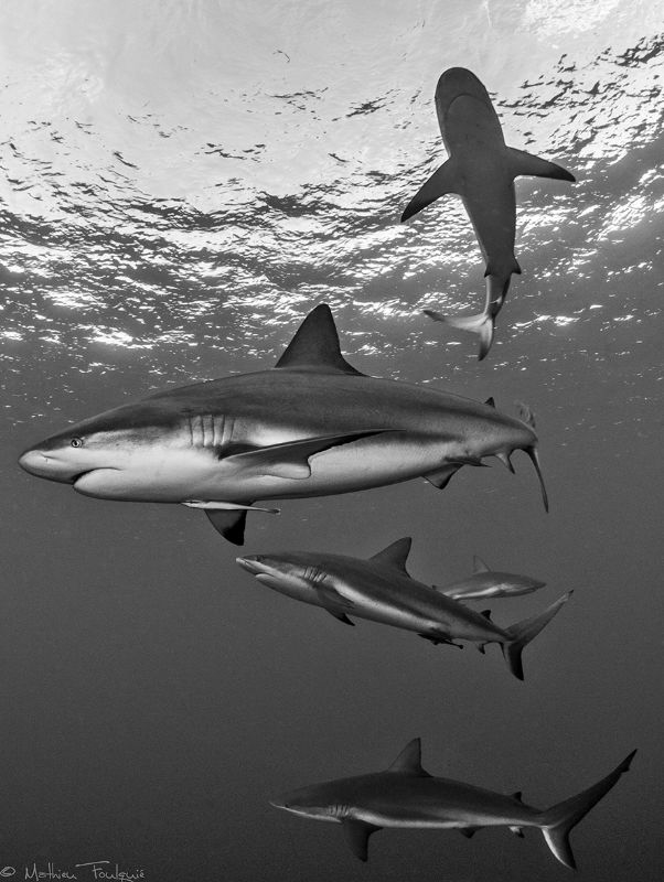 5 Carcharhinus perezi by Mathieu Foulquié 