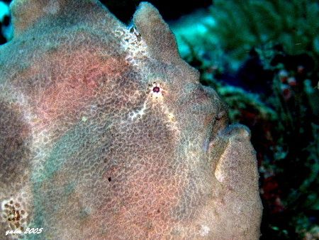 Smuggy Froggy

a snub giant anglerfish... taken in Sipa... by Fra-and Timothy Quimpo 