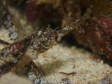 Winged Pipe Fish by James Deverich 