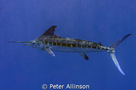 photo taken while snorkeling about 10-20 miles off the co... by Peter Allinson 