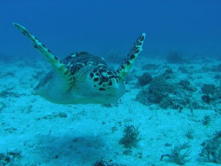 Caretta Caretta
Caribbean Sea, dive site: Tortugas, Mexi... by Gordana Zdjelar 
