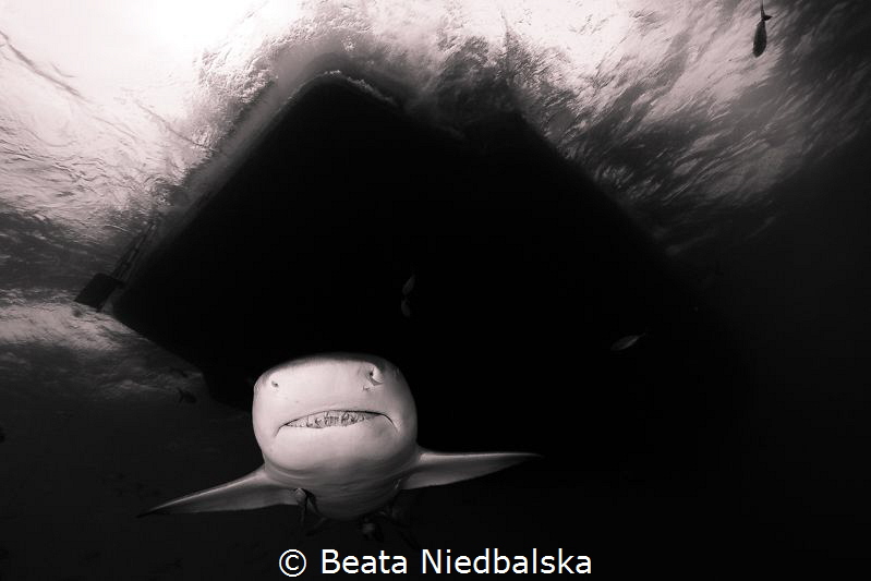 I <3 sharks so Bahama's is the place to be. Next the grae... by Beata Niedbalska 