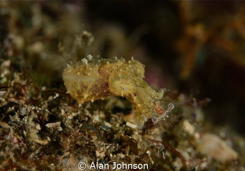 tiny pigmy cuttlefish snatches a shrimp for dinner by Alan Johnson 