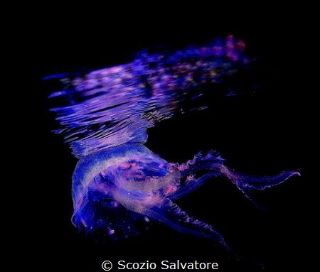 medusa di notte by Scozio Salvatore 