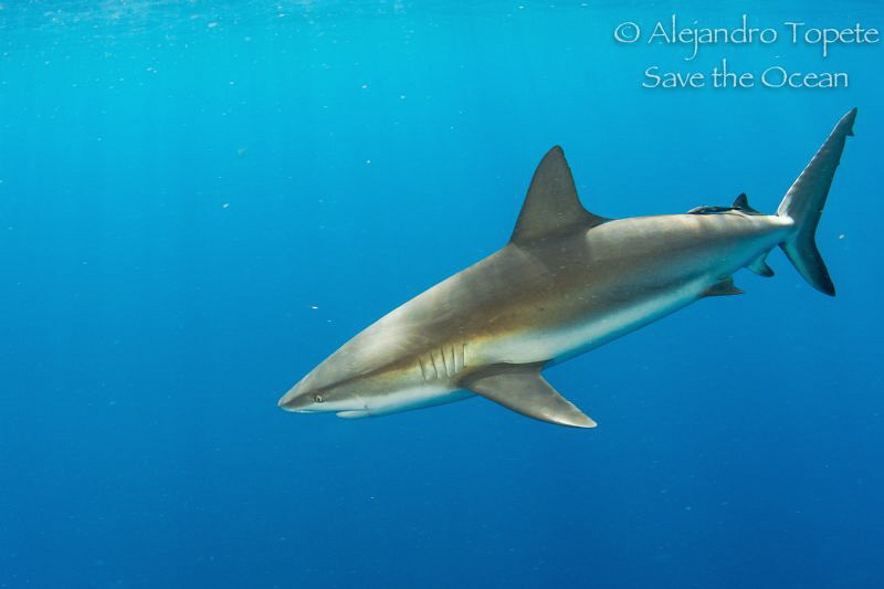 Shark in the Blue ocean, Gardens of the Queen Cuba by Alejandro Topete 