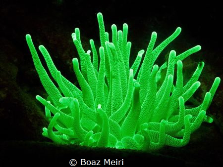 Glowing Anemone by Boaz Meiri 
