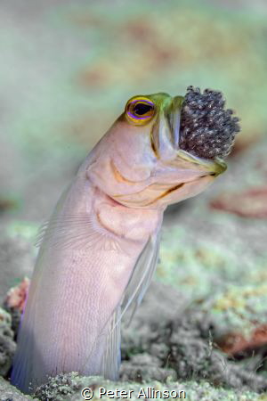 Jawfish ventilating eggs. Little Cayman by Peter Allinson 