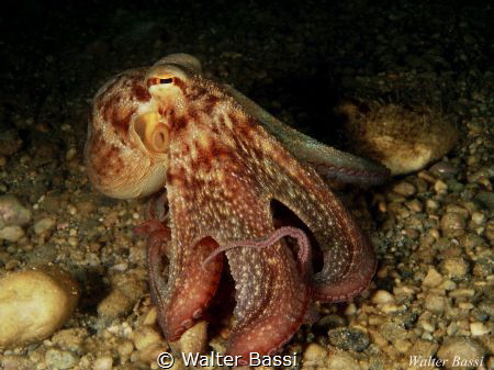 octopus by Walter Bassi 