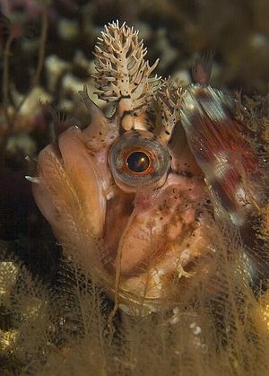 Cold water diving at its best. Decorated Warbonnet profil... by Todd Mintz 