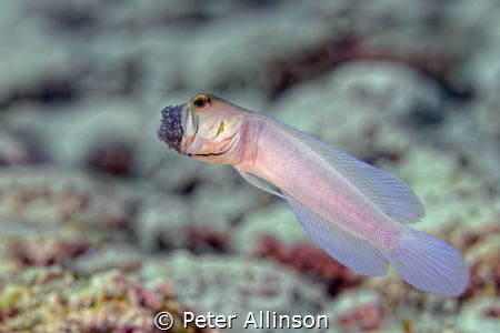 Side view of yellowheaded jawfish ventilating eggs by Peter Allinson 