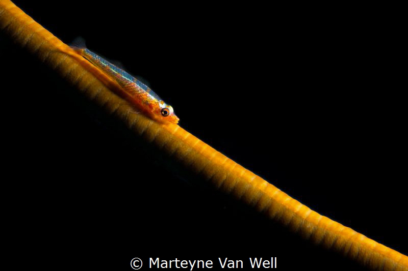 Whip Coral Goby by Marteyne Van Well 