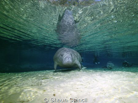 Weeki Wachee Spring, FL.  Manatee show up at the end of d... by Shaun Stancil 