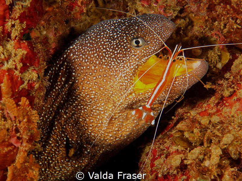 The shrimp jumped into the eels mouth, but the landing wa... by Valda Fraser 