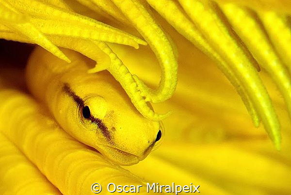mimicry, yellow clingfish by Oscar Miralpeix 