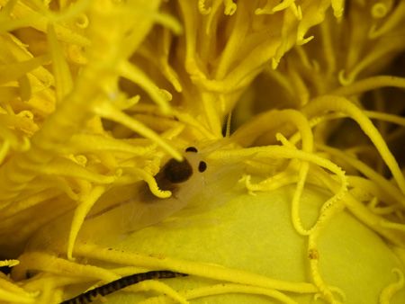 'White shrimp in yellow' from PNG. Taken with Olympus E-2... by Istvan Juhasz 