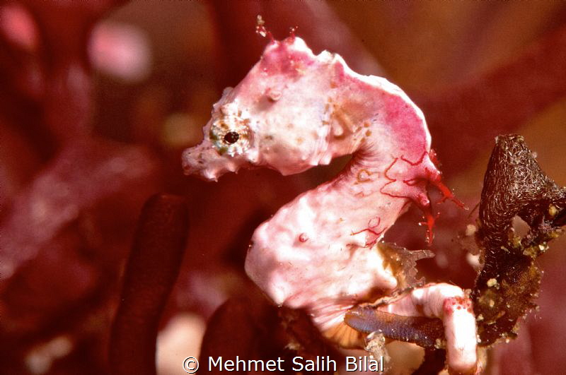 Pink Pontohi's pygmy seahorse. Rare color. by Mehmet Salih Bilal 