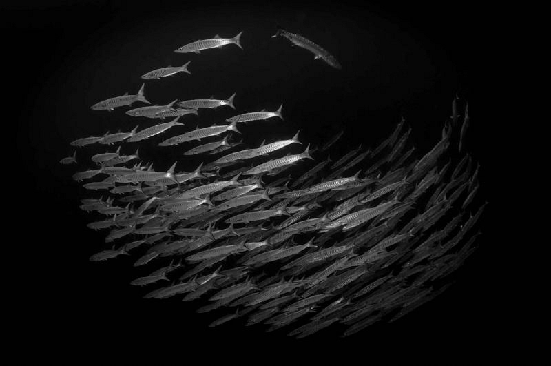 Barracuda school at 30m in the Red Sea.  D300 with Tokina... by Paul Colley 