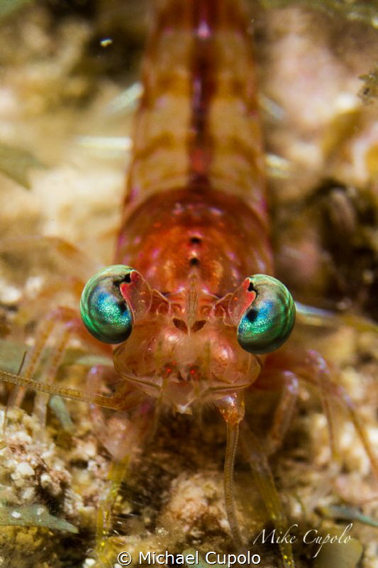 Night Dive, Red Night Shrimp by Michael Cupolo 
