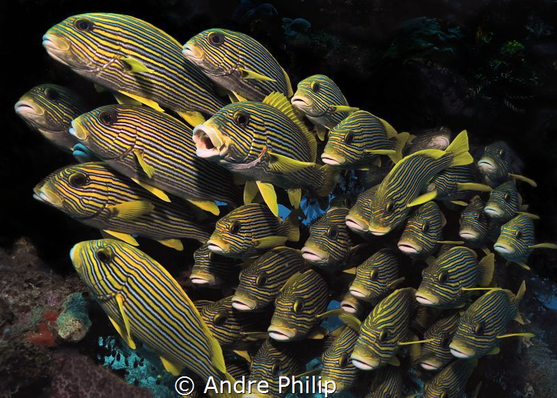 sweetlips by Andre Philip 