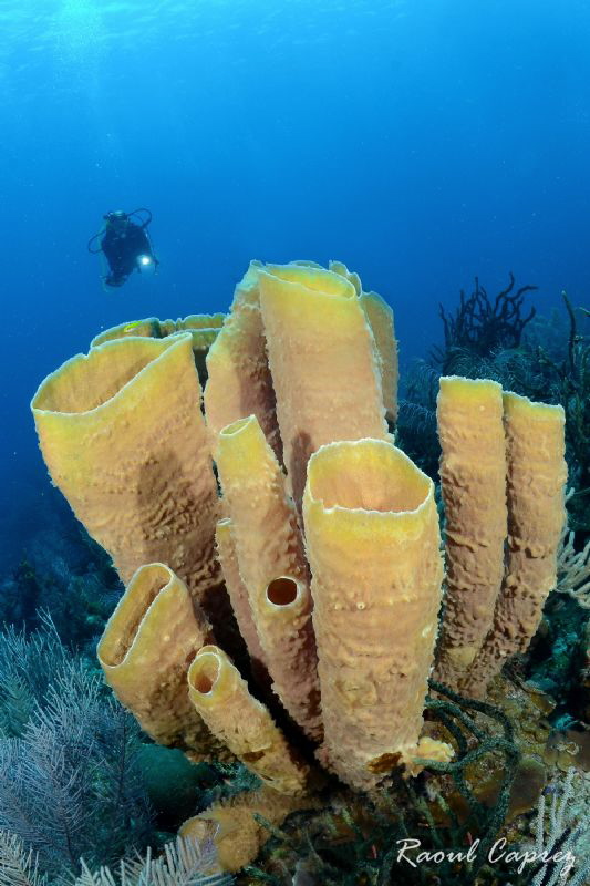 Sponges by Raoul Caprez 
