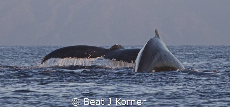 Humpbacvk Whales are back! by Beat J Korner 
