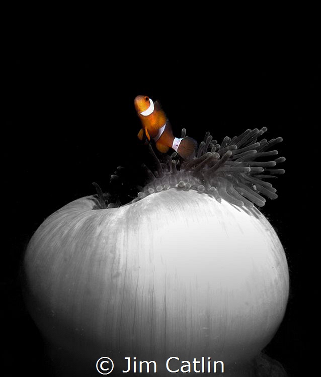 'Splendid colour' - splendid anemone and resident by Jim Catlin 