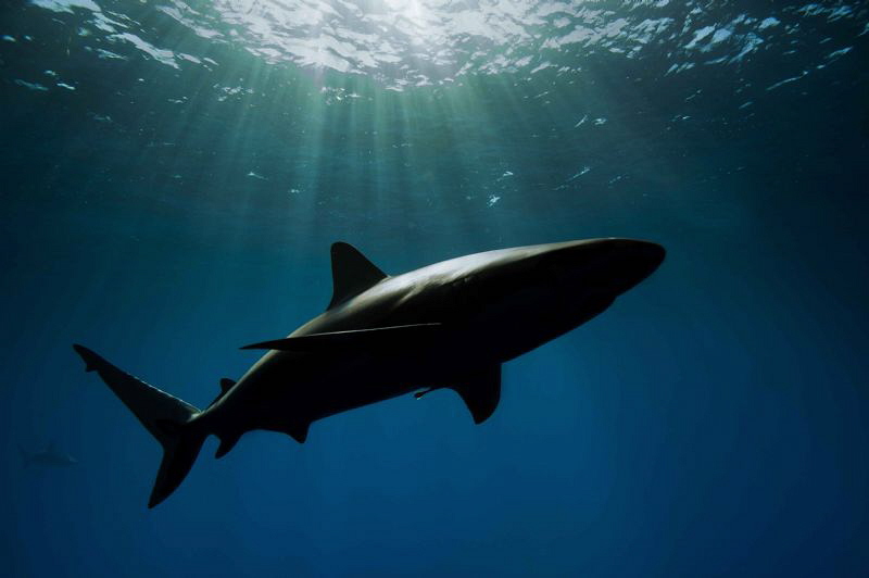 Reef shark in natural light by Paul Colley 