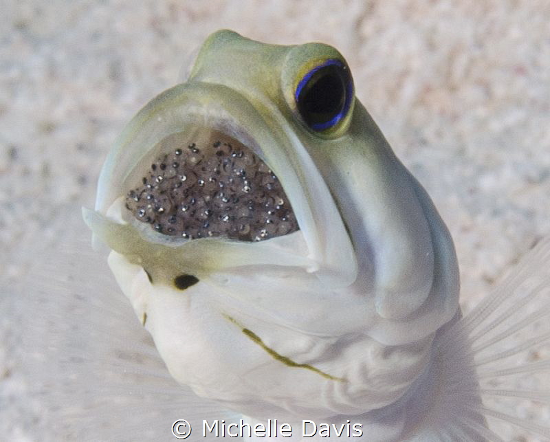 Yellow Headed Jaw Fish incubating eggs in its mouth...Nik... by Michelle Davis 