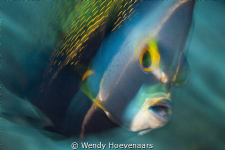 This French Angel fish was swimming around me a couple of... by Wendy Hoevenaars 