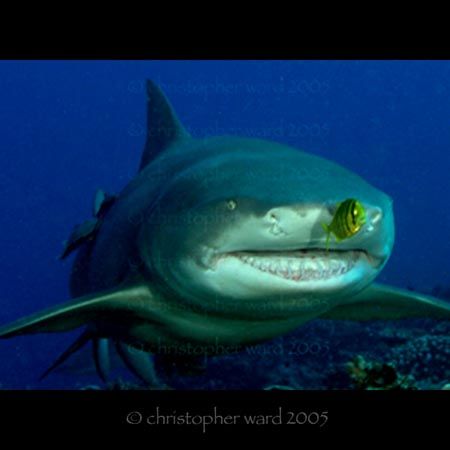 Moorea, French Polynesia. Lemon Shark and fast pilot. by Christopher Ward 