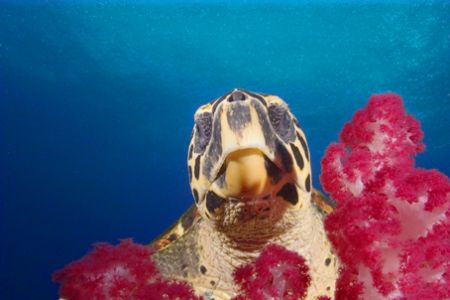 Turtle peeks out from on top of the Yongala wreck by Andy Lerner 