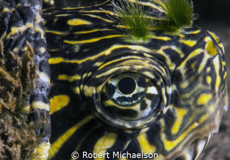 Slider turtle in the Comal River. New Braunfels, TX. by Robert Michaelson 