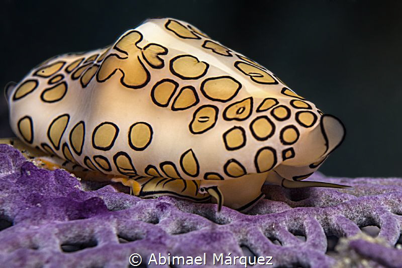 The eye of a Flamingo Tongue by Abimael Márquez 