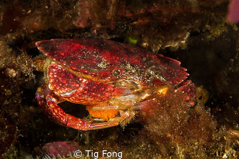 Red Rock Crab with eggs at Tyee Cove by Tig Fong 