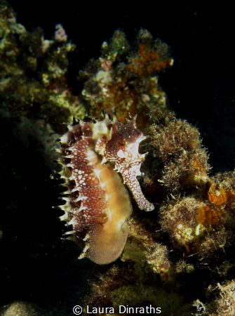 Brown thorny seahorse camouflaged against rocks by Laura Dinraths 