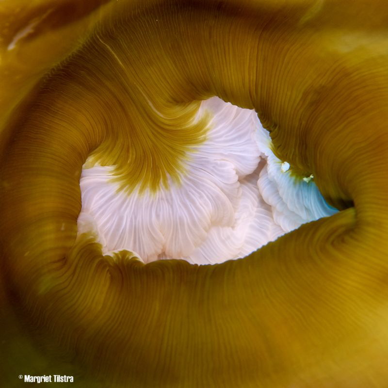 Anemone Canyon
Nikon D80, Ikelite housing + two Ikelite ... by Margriet Tilstra 