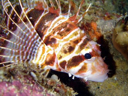 Nohu Pinao - Hawaiian Lionfish. Always a lucky day (in Ha... by Glenn Poulain 