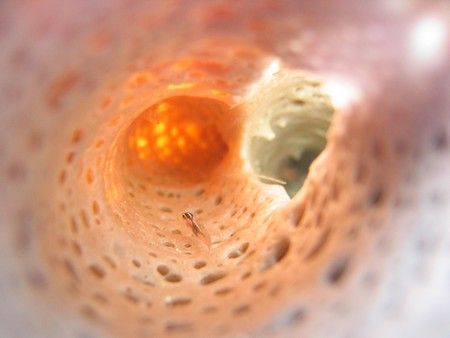 a threefin barely 2mm thick stalks plankton in a sponge, ... by Reeza Mohd Rosli 