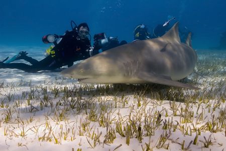 Lemon Shark among photographers by Karl Dietz 