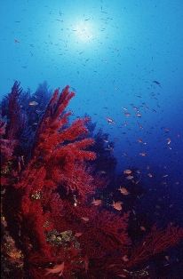 "Light and fire", under water red gorgones every where ! ... by Jean-claude Zaveroni 
