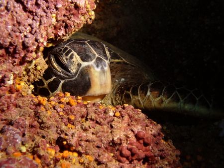A noon time snooze at "The Trench" ~60' down along a sea ... by Glenn Poulain 