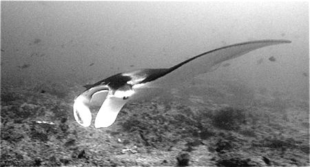 manta/mozambique by Gregory Grant 