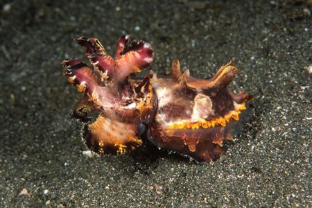 Flamboyant cuttlefish. Manado, Indonesia. Nikon F90X, 60mm by Pablo Pianta 