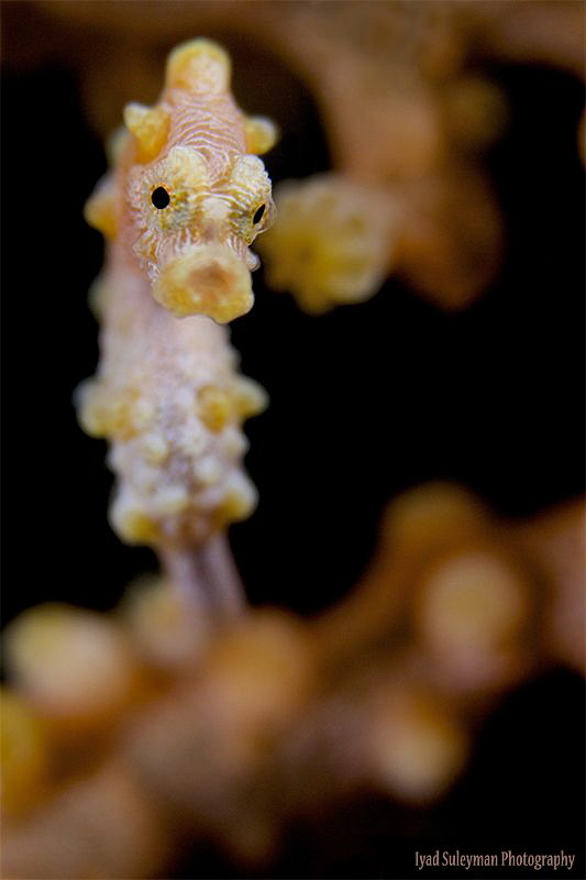 Yellow Pygmy Seahorse by Iyad Suleyman 