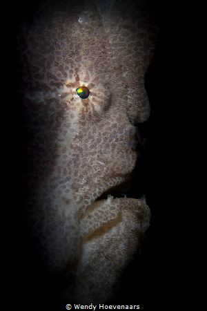 Frog Fish portrait by Wendy Hoevenaars 