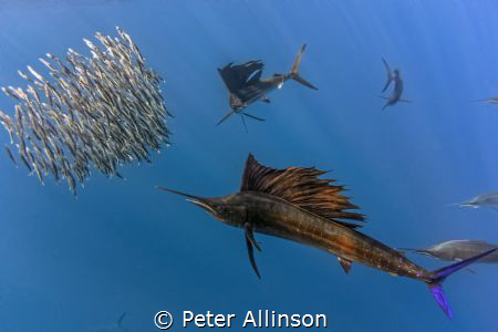Sailfish hunting sardines by Peter Allinson 