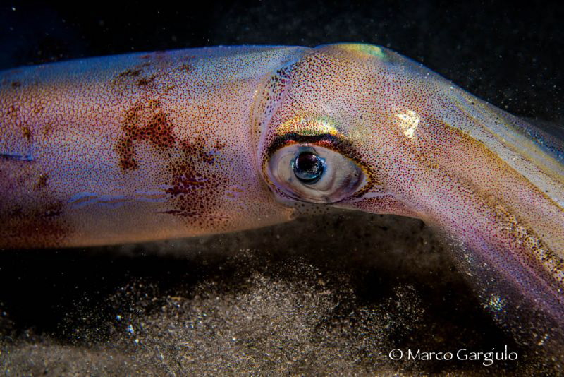 Squid eye, Night dive by Marco Gargiulo 