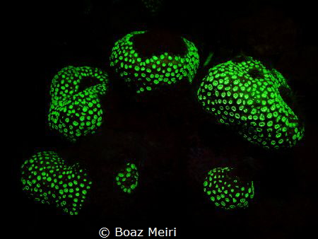 Corals in Fluorescent light by Boaz Meiri 